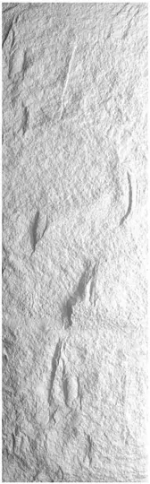 PU-316